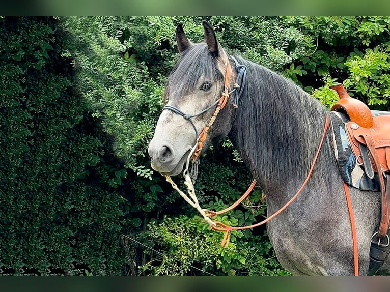 PRE Caballo castrado 3 años 166 cm Tordillo negro in Kollow