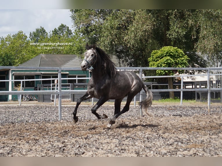 PRE Caballo castrado 3 años 168 cm Porcelana in &#39;s-Gravenhage