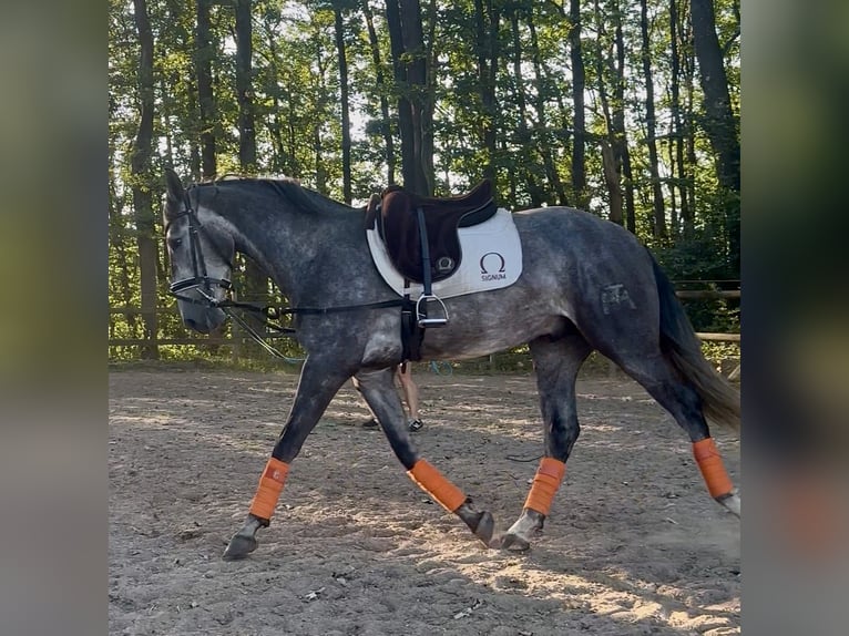 PRE Caballo castrado 3 años 168 cm Tordo in Windeck