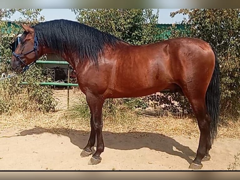 PRE Caballo castrado 3 años 171 cm Castaño oscuro in Cordoba