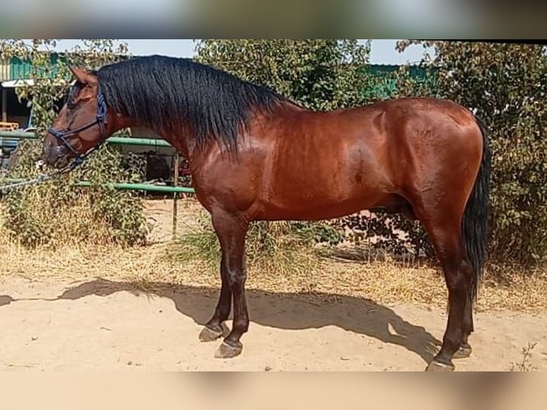 PRE Caballo castrado 3 años 171 cm Castaño oscuro in Cordoba