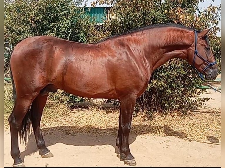 PRE Caballo castrado 3 años 171 cm Castaño oscuro in Cordoba