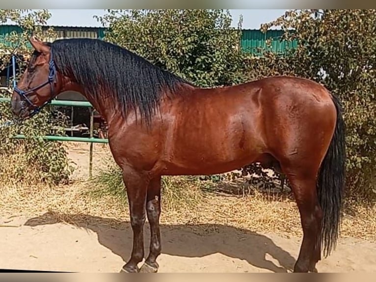 PRE Caballo castrado 3 años 171 cm Castaño oscuro in Cordoba