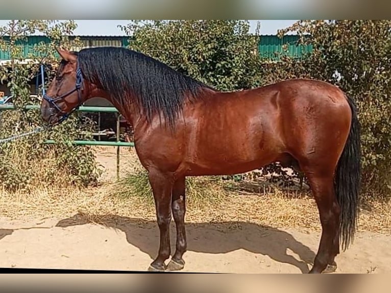 PRE Caballo castrado 3 años 171 cm Castaño oscuro in Cordoba