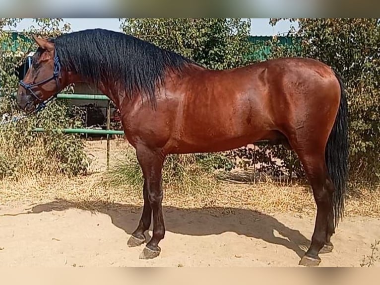 PRE Caballo castrado 3 años 171 cm Castaño oscuro in Cordoba