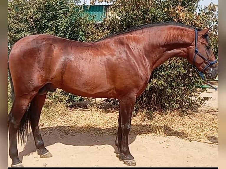 PRE Caballo castrado 3 años 171 cm Castaño oscuro in Cordoba