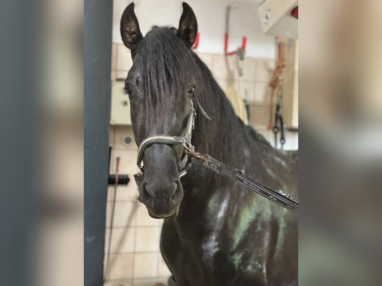 PRE Mestizo Caballo castrado 3 años 171 cm Negro in Warendorf