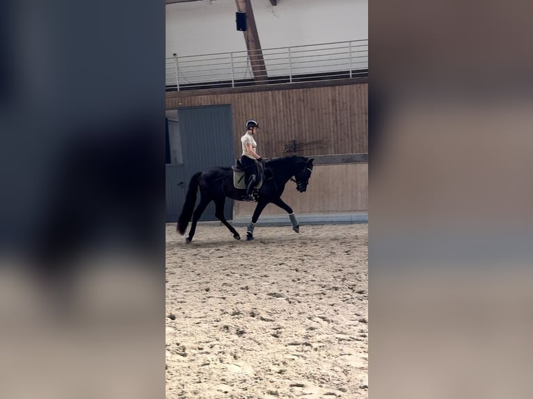 PRE Mestizo Caballo castrado 3 años 171 cm Negro in Warendorf