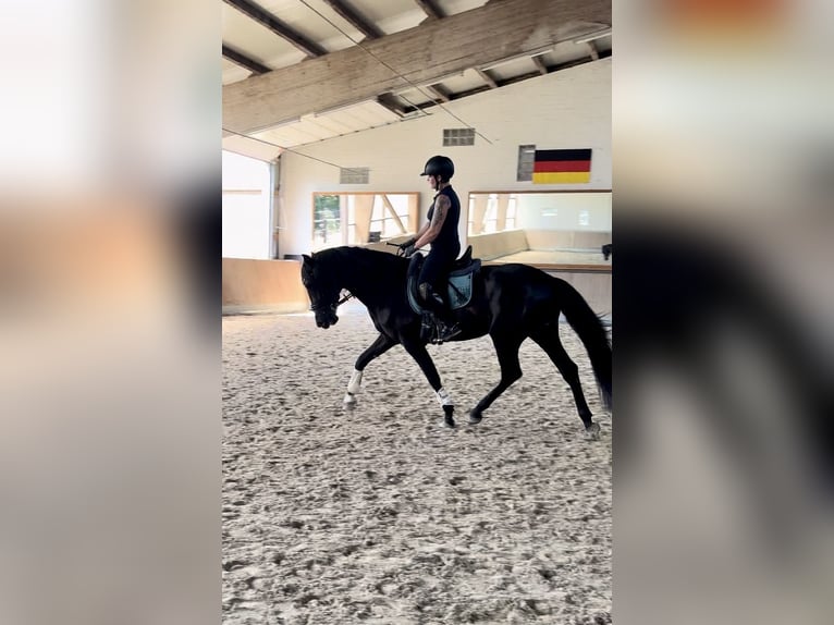 PRE Mestizo Caballo castrado 3 años 171 cm Negro in Warendorf