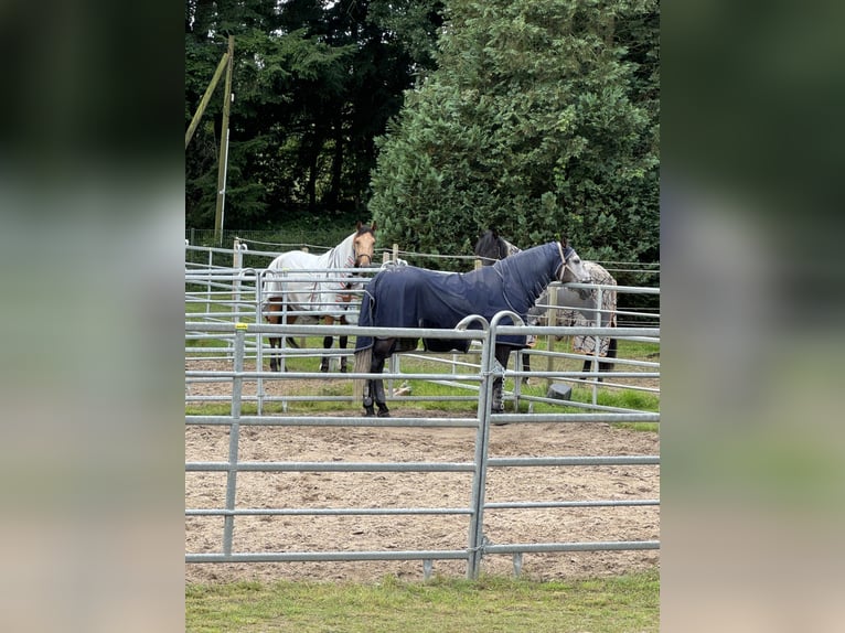 PRE Mestizo Caballo castrado 3 años 171 cm Negro in Warendorf