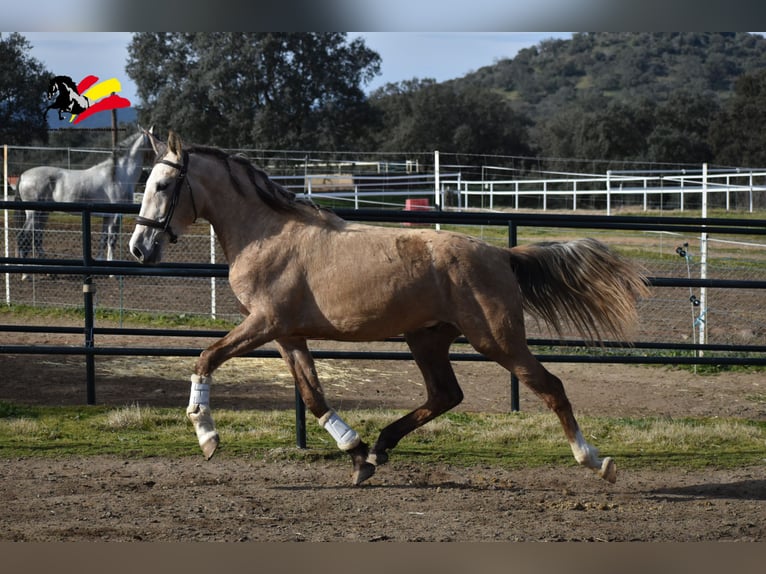 PRE Caballo castrado 3 años 173 cm Musgo in El Real De La Jara,Sevilla