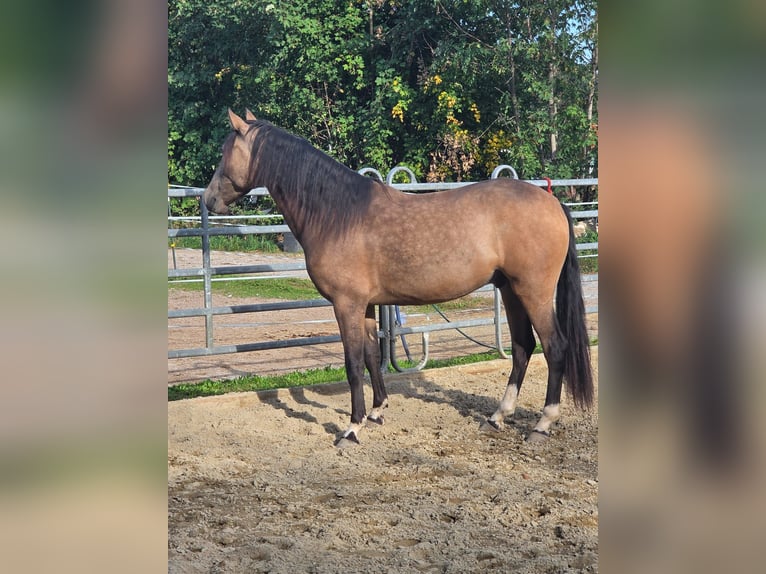 PRE Mestizo Caballo castrado 3 años Buckskin/Bayo in Grabenstätt