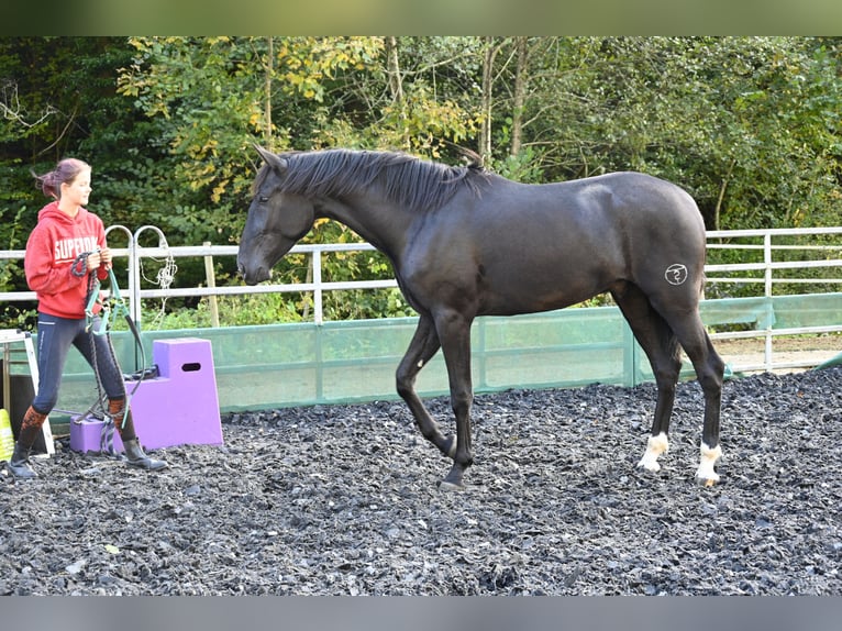 PRE Mestizo Caballo castrado 3 años in Küssaberg