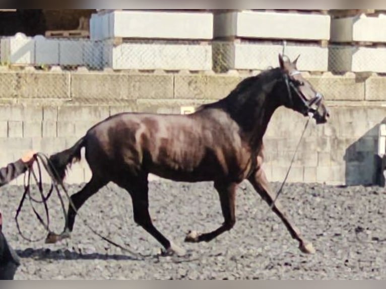 PRE Mestizo Caballo castrado 3 años in Küssaberg