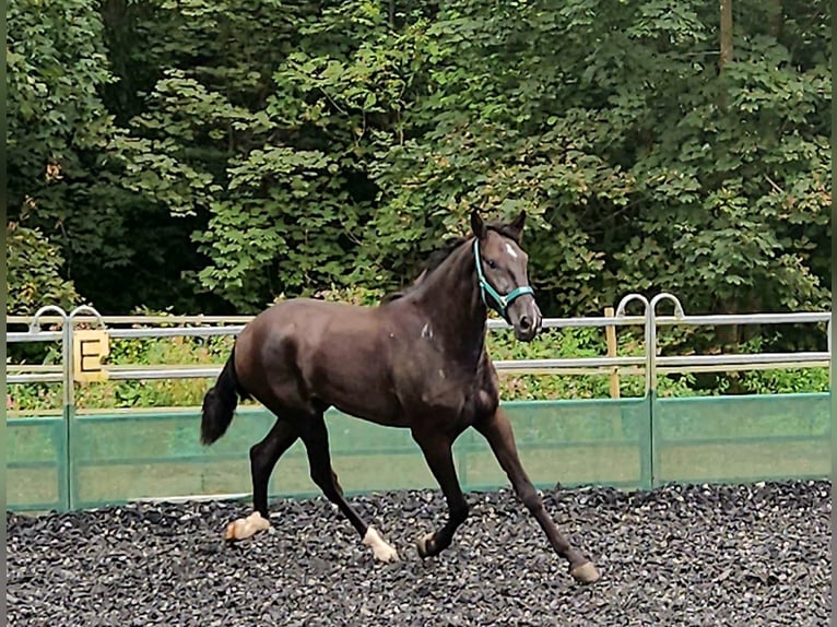 PRE Mestizo Caballo castrado 3 años in Küssaberg