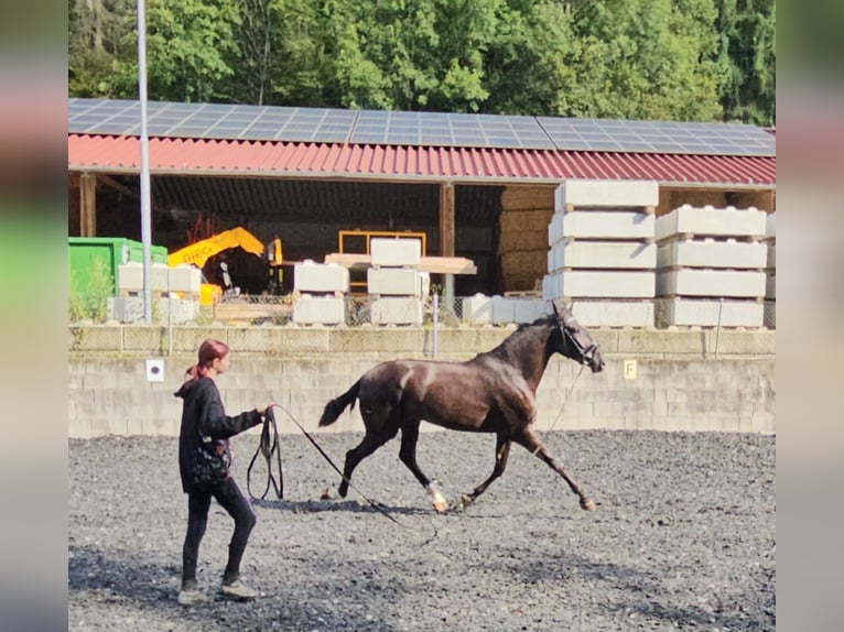 PRE Mestizo Caballo castrado 3 años in Küssaberg