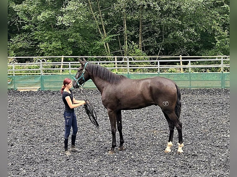 PRE Mestizo Caballo castrado 3 años in Küssaberg