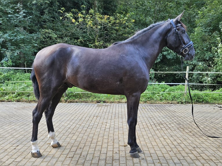 PRE Mestizo Caballo castrado 3 años in Küssaberg