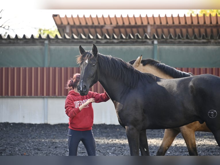 PRE Mestizo Caballo castrado 3 años in Küssaberg