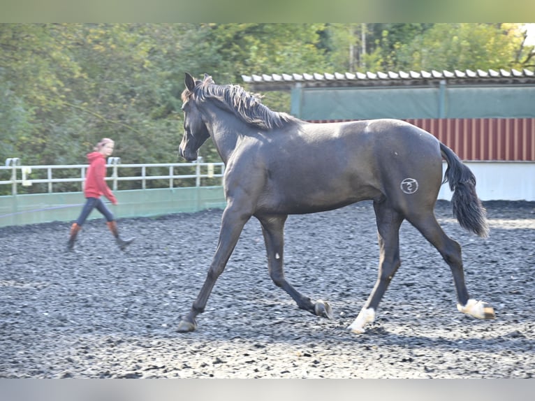 PRE Mestizo Caballo castrado 3 años in Küssaberg