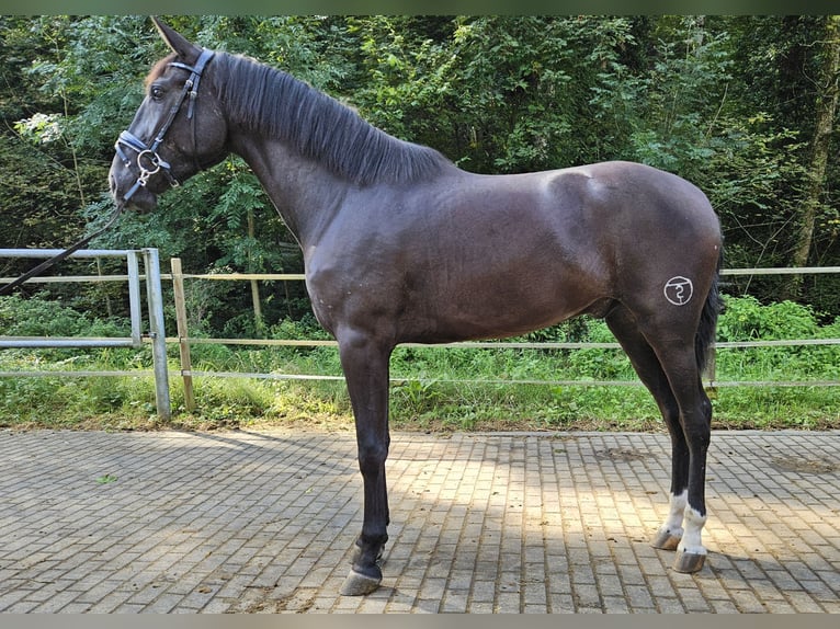 PRE Mestizo Caballo castrado 3 años in Küssaberg