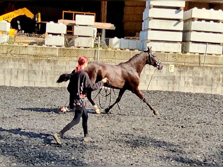 PRE Mestizo Caballo castrado 3 años in Küssaberg