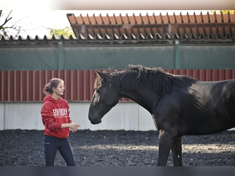 PRE Mestizo Caballo castrado 3 años in Küssaberg