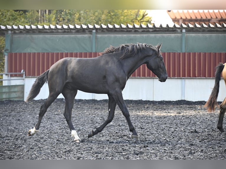 PRE Mestizo Caballo castrado 3 años in Küssaberg