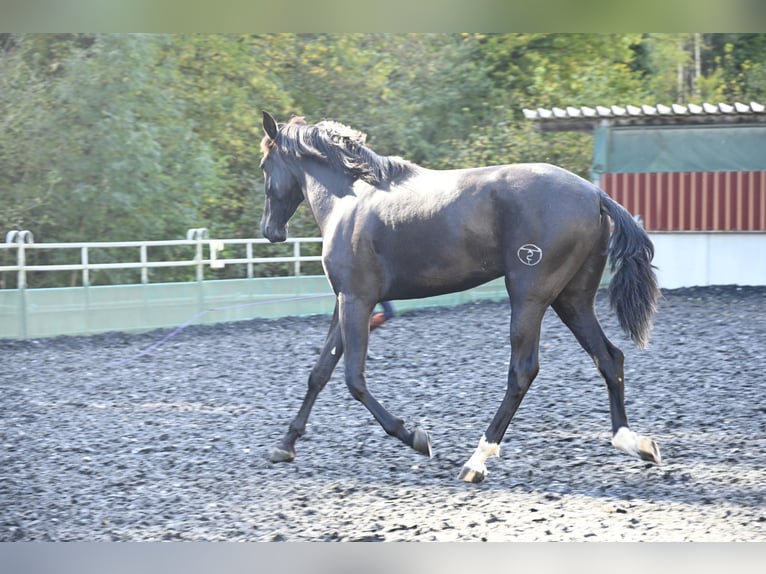 PRE Mestizo Caballo castrado 3 años in Küssaberg