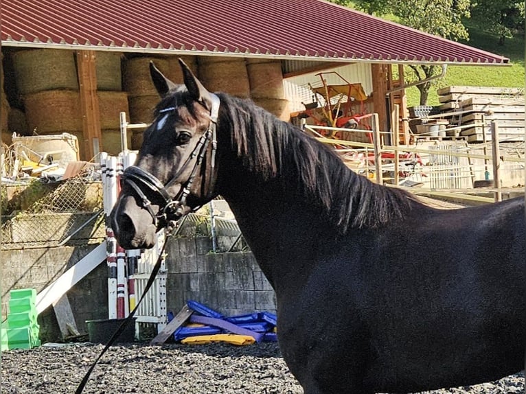 PRE Mestizo Caballo castrado 3 años in Küssaberg