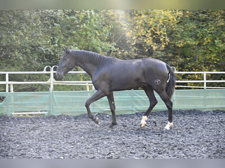 PRE Mestizo Caballo castrado 3 años in Küssaberg