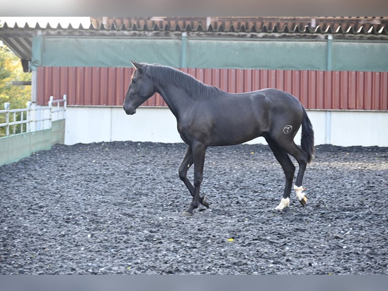 PRE Mestizo Caballo castrado 3 años in Küssaberg