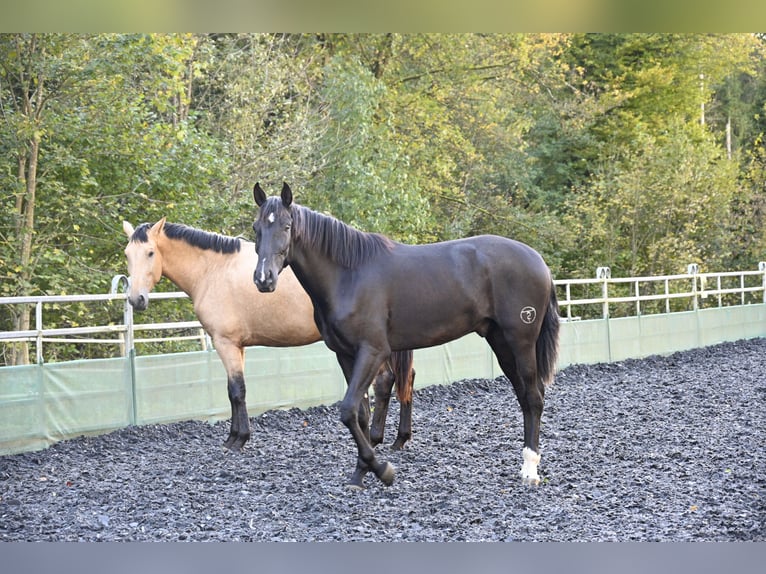 PRE Mestizo Caballo castrado 3 años in Küssaberg