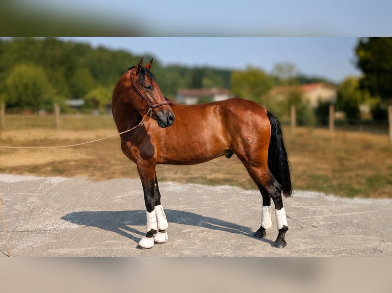 PRE Caballo castrado 3 años Castaño in Caumont
