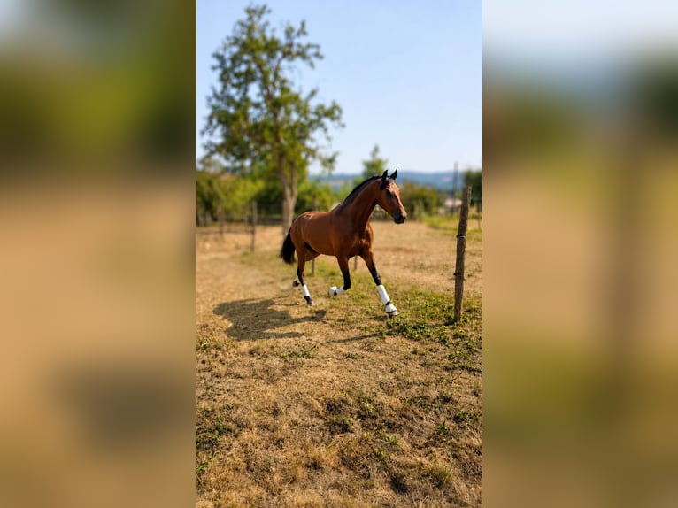 PRE Caballo castrado 3 años Castaño in Caumont
