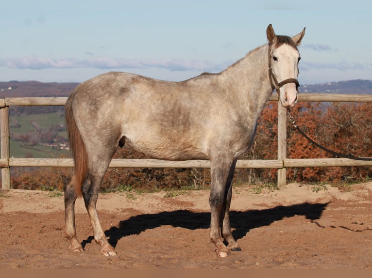 PRE Mestizo Caballo castrado 4 años 147 cm Tordo in Strenquels