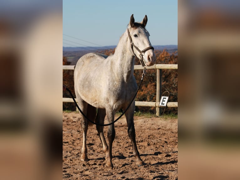 PRE Mestizo Caballo castrado 4 años 147 cm Tordo in Strenquels