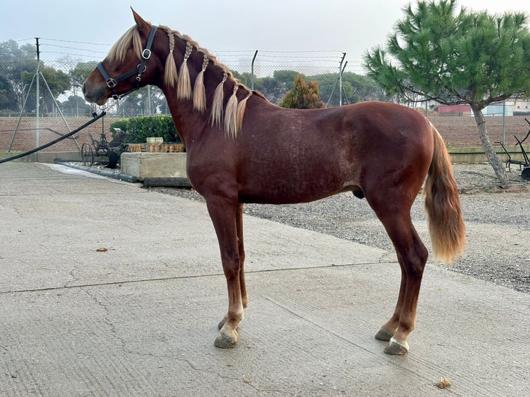 PRE Mestizo Caballo castrado 4 años 148 cm Alazán-tostado in Hamburg