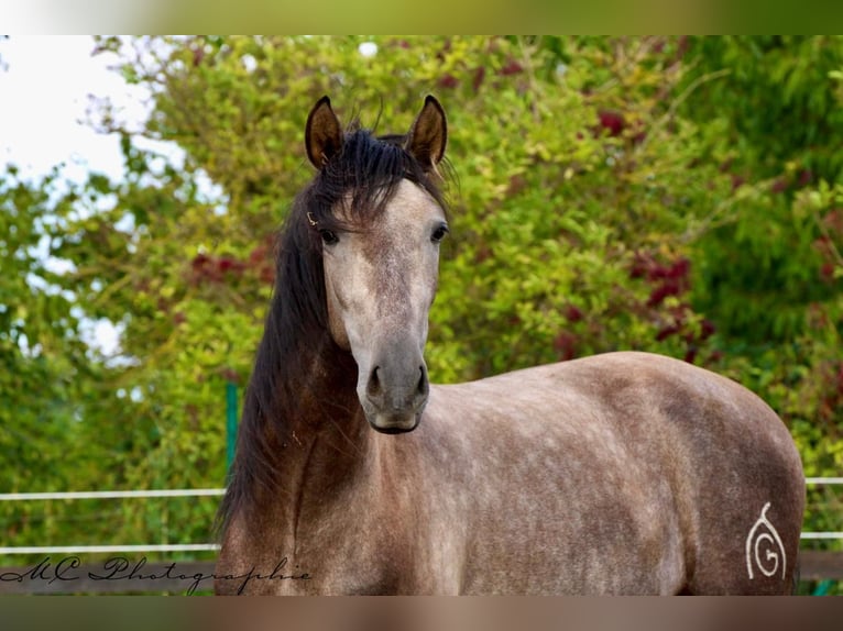 PRE Caballo castrado 4 años 152 cm Tordo in /Polenz