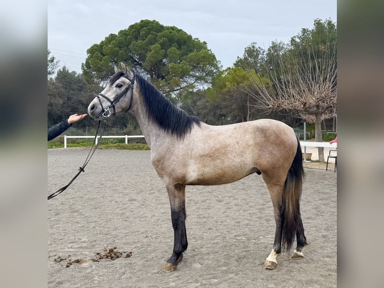 PRE Mestizo Caballo castrado 4 años 153 cm Tordo in Sant Miquel D&#39;Olerdola (Olerdola)