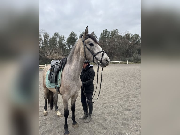 PRE Mestizo Caballo castrado 4 años 153 cm Tordo in Sant Miquel D&#39;Olerdola (Olerdola)