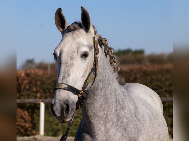 PRE Mestizo Caballo castrado 4 años 153 cm Tordo in Neustadt (Wied)