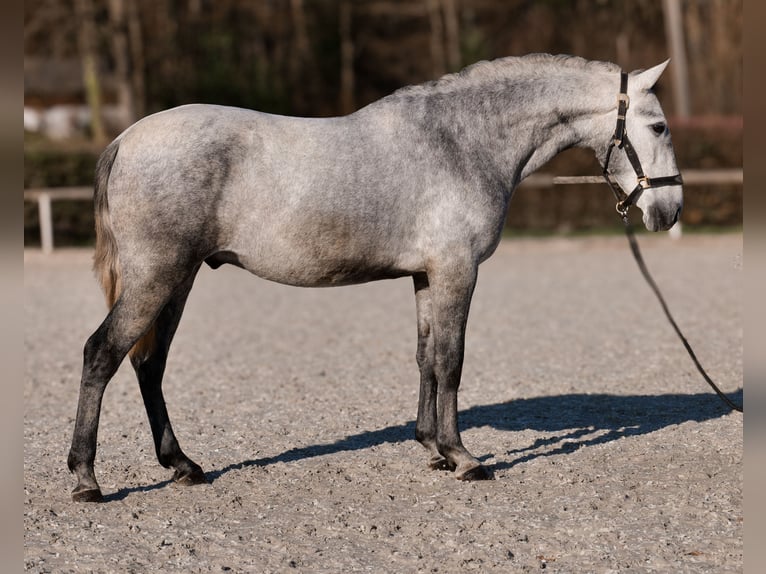 PRE Mestizo Caballo castrado 4 años 153 cm Tordo in Neustadt (Wied)