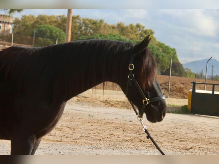 PRE Mestizo Caballo castrado 4 años 154 cm Negro in Hamburg