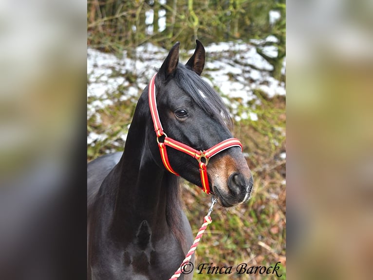 PRE Caballo castrado 4 años 154 cm Negro in Wiebelsheim