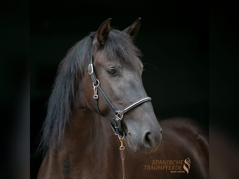 PRE Caballo castrado 4 años 154 cm Negro in Traventhal