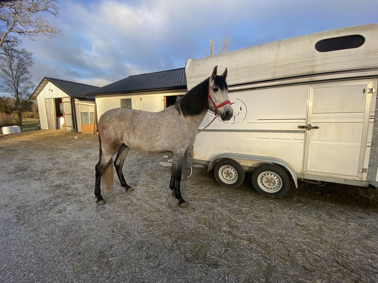 PRE Mestizo Caballo castrado 4 años 154 cm Tordillo negro in Bredared