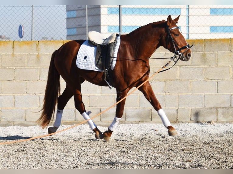 PRE Caballo castrado 4 años 155 cm Alazán in Miralvalles