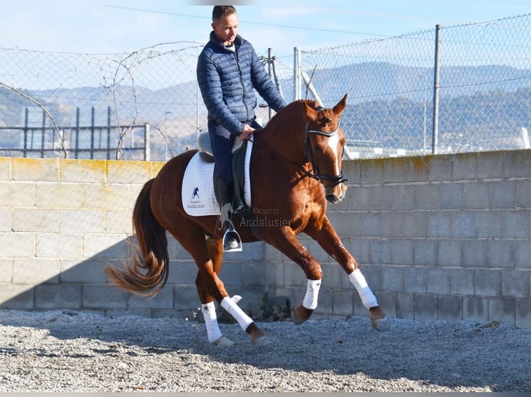 PRE Caballo castrado 4 años 155 cm Alazán in Miralvalles