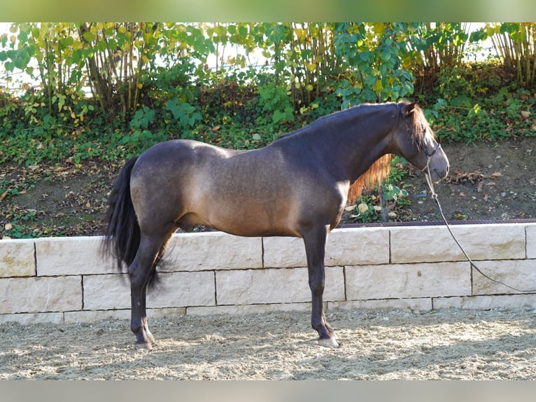 PRE Mestizo Caballo castrado 4 años 155 cm Bayo in Krumbach